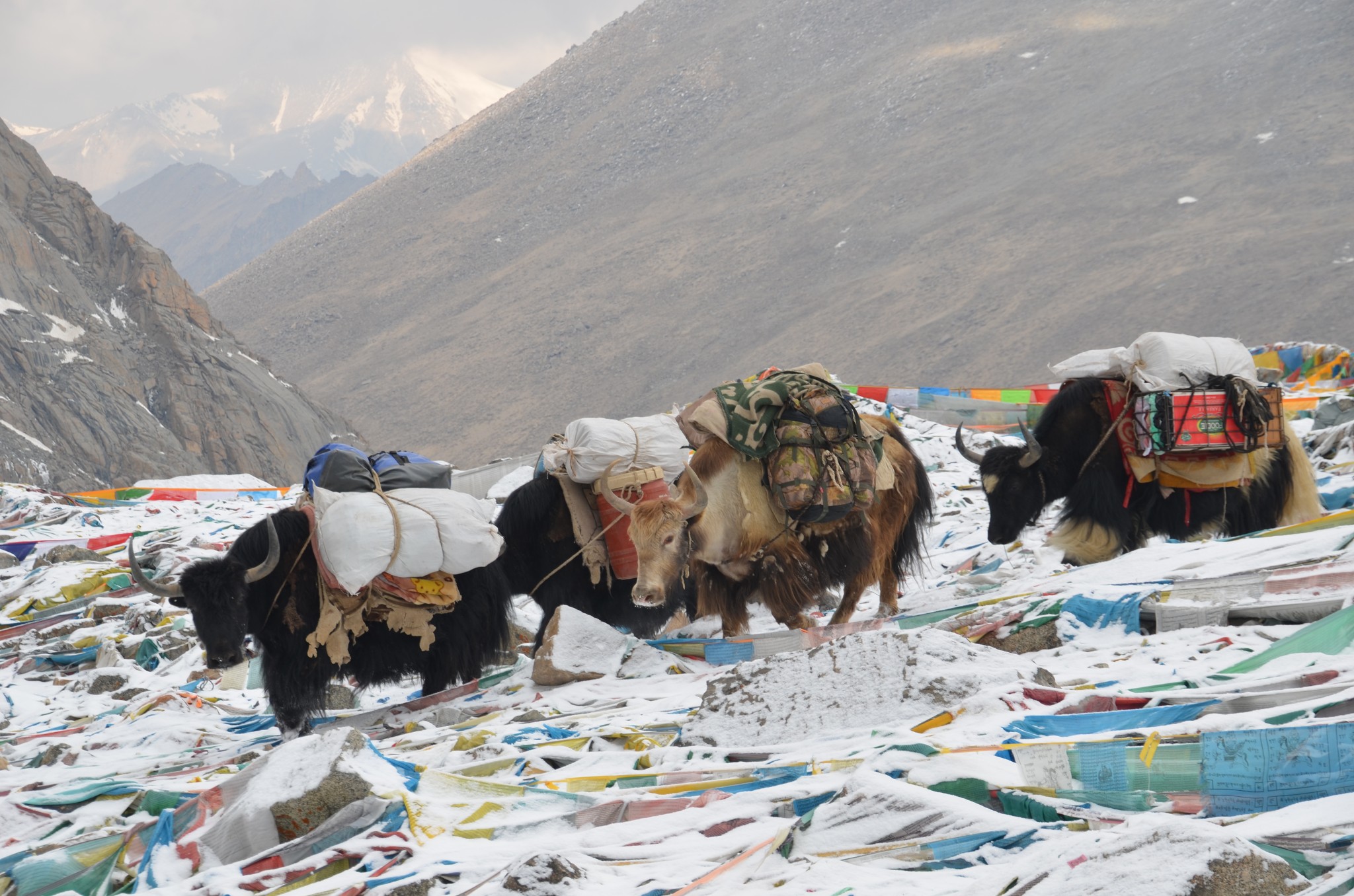 Tibetan Yak at Dolma La Pass 5700m during Kailash Kora.